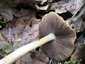 Korai porhanyósgomba (Psathyrella spadiceogrisea), Vértes